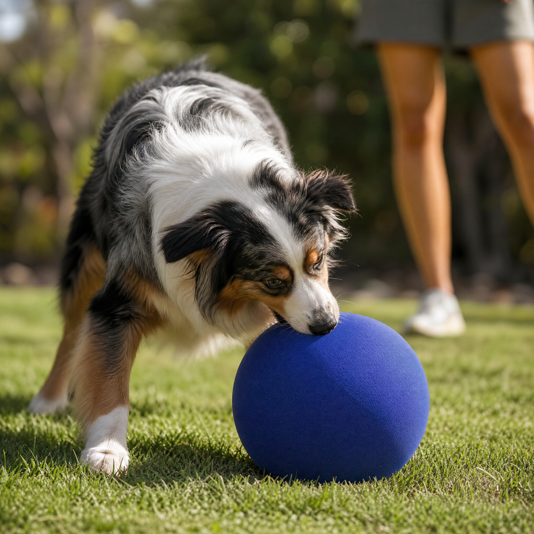 Interactive Herding Ball for Dogs — view 8